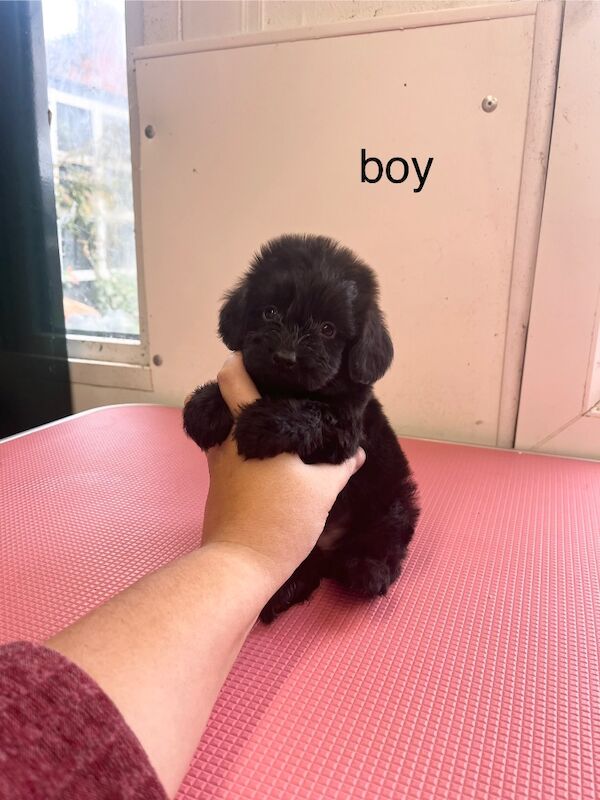 Cockapoo Puppies For Sale Under £1,000