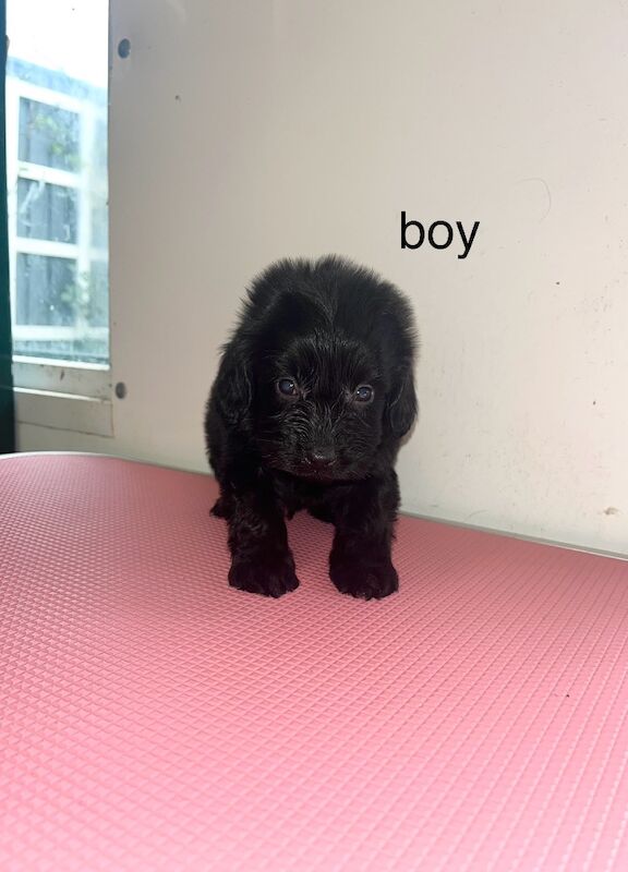 Cockapoo puppies for sale in Westbury, Wiltshire – 7 weeks old - Image 2 of 7