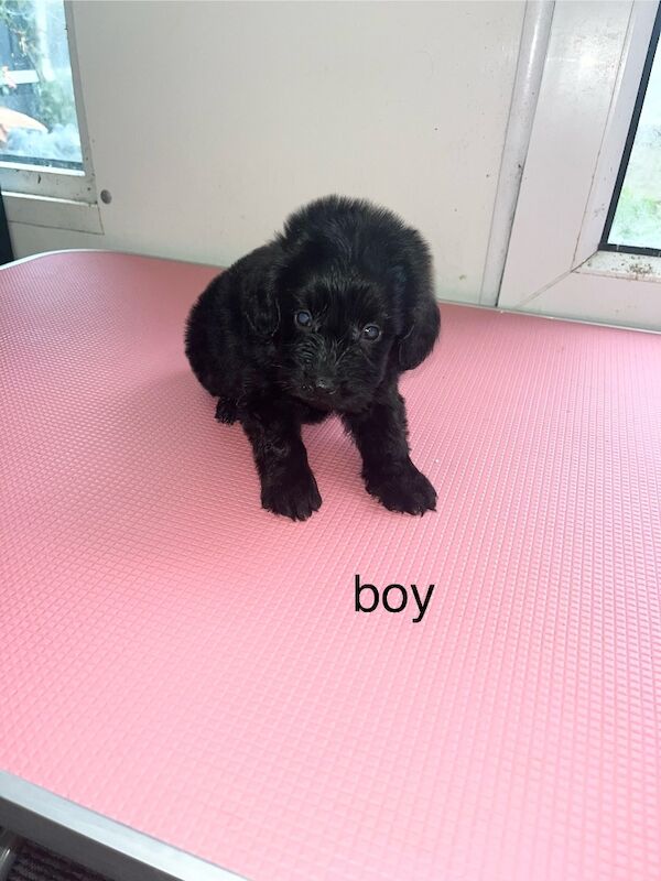 Cockapoo puppies for sale in Westbury, Wiltshire – 7 weeks old - Image 4 of 7