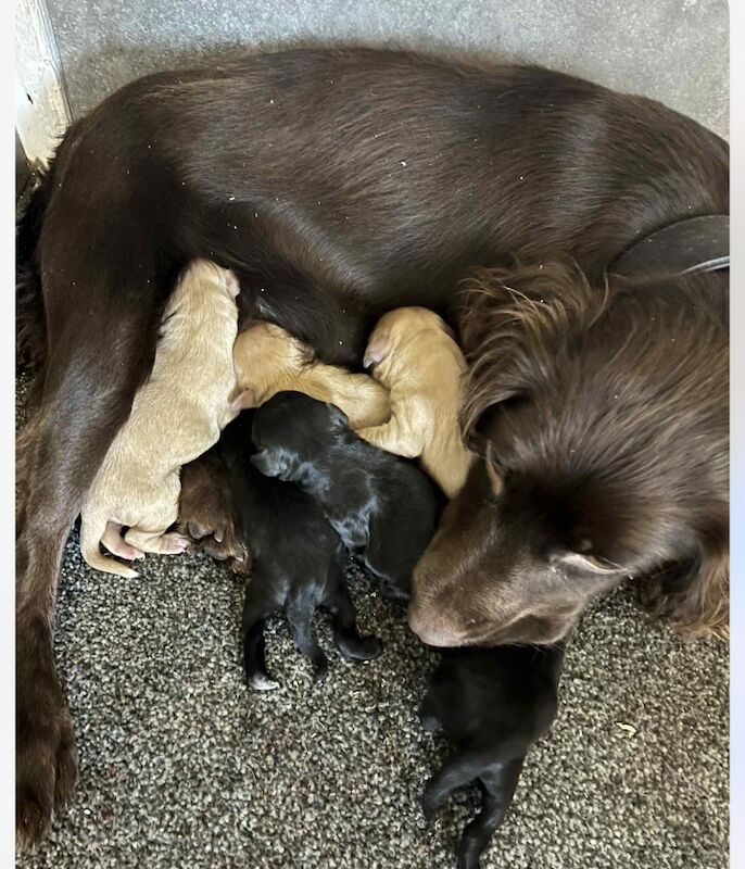 Cockapoo puppies for sale in Westbury, Wiltshire – 7 weeks old - Image 6 of 7