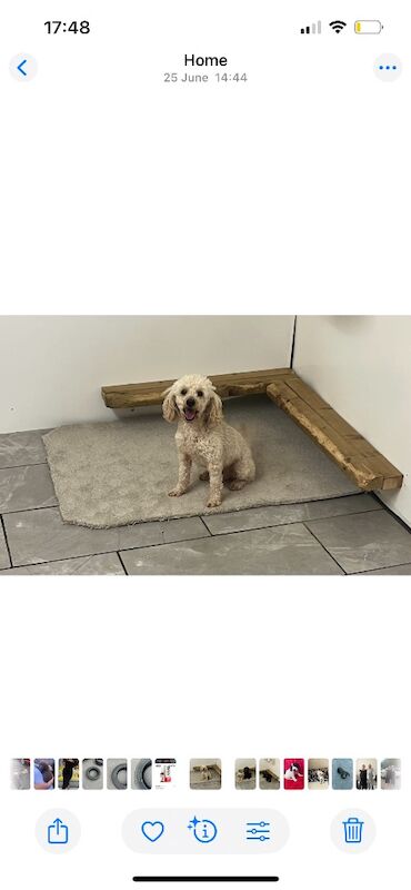 Cockapoo puppies for sale in Westbury, Wiltshire – 7 weeks old - Image 7 of 7