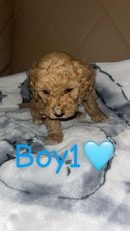 Cockapoo Puppies For Sale