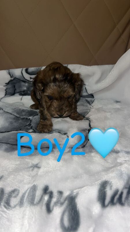 Cockapoo Puppies For Sale - Image 2 of 6