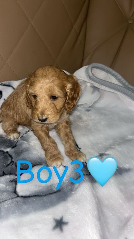 Cockapoo Puppies For Sale - Image 3 of 6