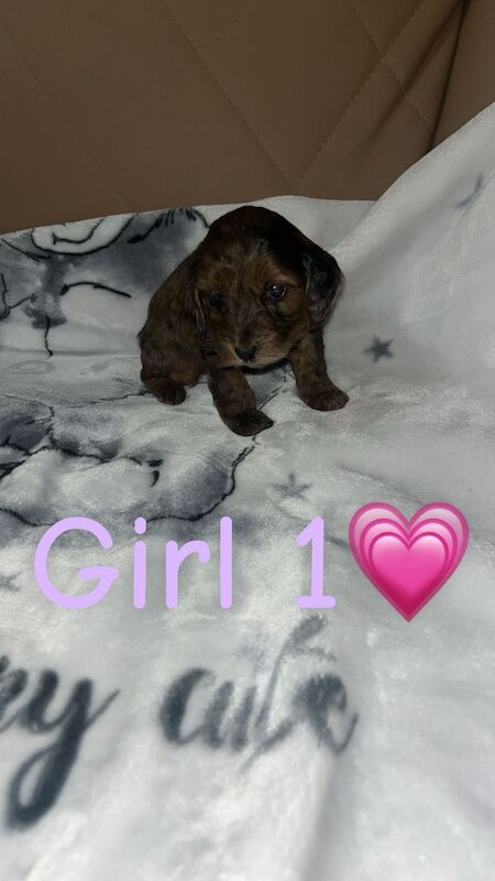 Cockapoo Puppies For Sale - Image 4 of 6