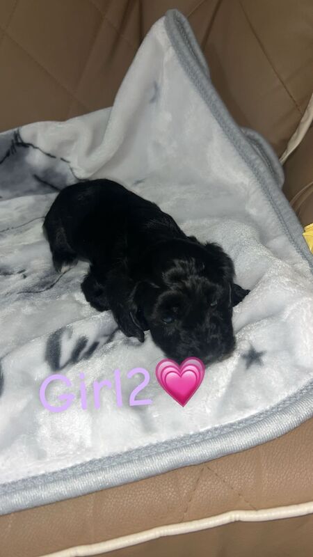 Cockapoo Puppies For Sale - Image 5 of 6