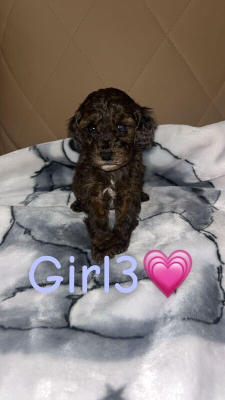 Cockapoo Puppies For Sale - Image 6 of 6