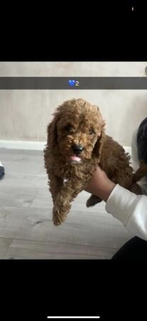 Cockapoo puppies for sale in Sunderland, Tyne and Wear