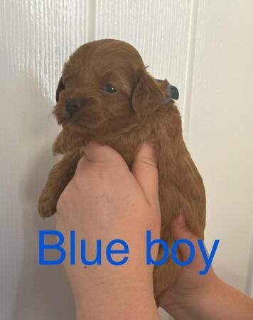 Cockapoo puppies for sale in Colchester, Essex – 1 year old - Image 2 of 5