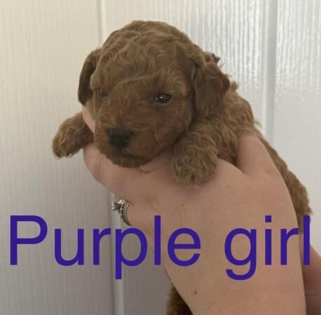 Cockapoo puppies for sale in Colchester, Essex – 1 year old - Image 5 of 5