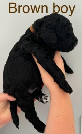 Cockapoo puppies for sale in Colchester, Essex – 1 year old - Image 2 of 5