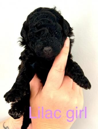 Cockapoo puppies for sale in Colchester, Essex – 1 year old - Image 3 of 5