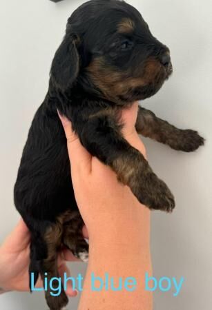 Cockapoo puppies for sale in Colchester, Essex – 1 year old - Image 4 of 5