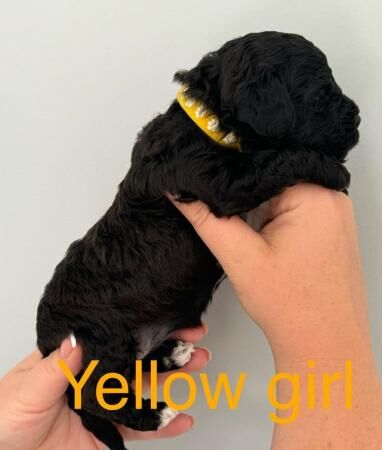 Cockapoo puppies for sale in Colchester, Essex – 1 year old - Image 5 of 5