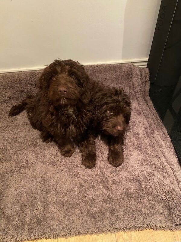 Cockapoo puppies for sale in Durham, County Durham – 1 year old - Image 1 of 3