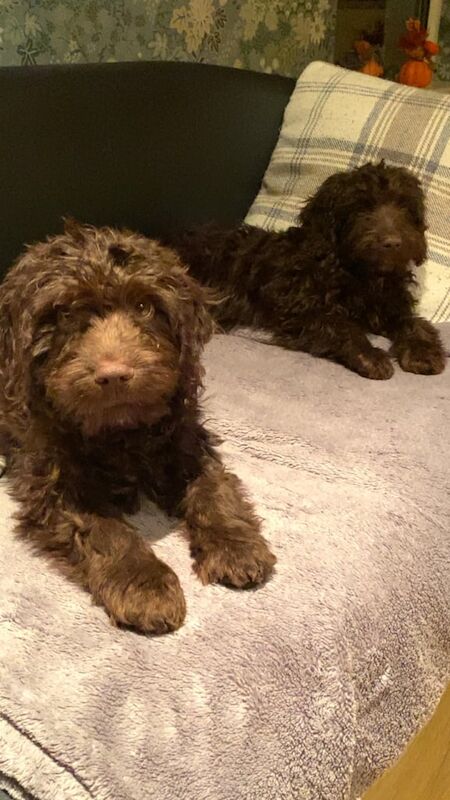 Cockapoo puppies for sale in Durham, County Durham – 1 year old - Image 2 of 3