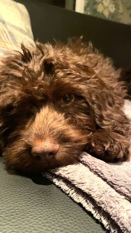 Cockapoo puppies for sale in Durham, County Durham – 1 year old - Image 3 of 3