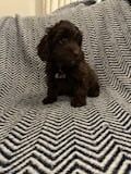 Cockapoo puppies for sale in Durham, Durham – 1 year old - Image 3 of 3