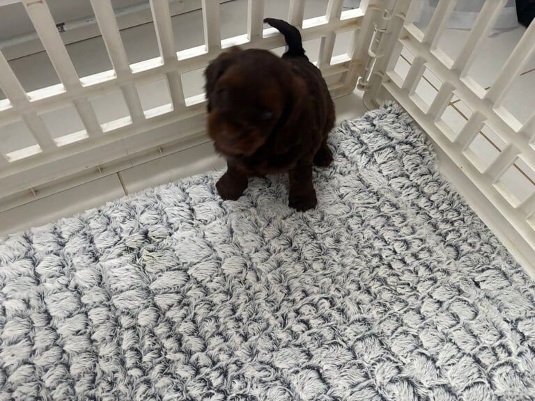 Cockapoo puppies for sale in Colchester, Essex – 1 year old - Image 2 of 3