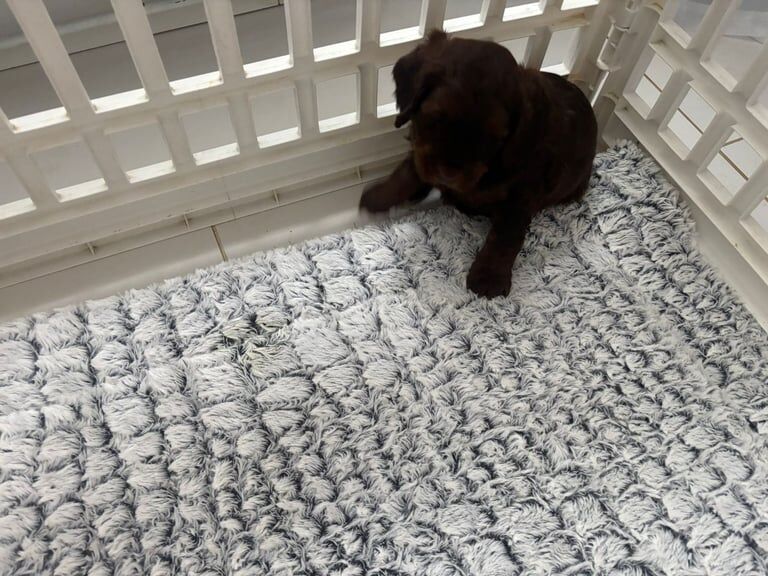 Cockapoo puppies for sale in Colchester, Essex – 1 year old - Image 3 of 3