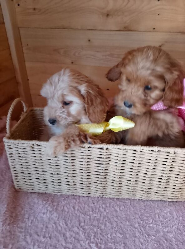 Cockapoo puppies for sale - Image 2 of 3