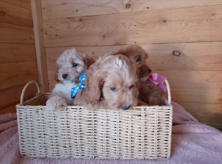 Cockapoo puppies for sale - Image 3 of 3