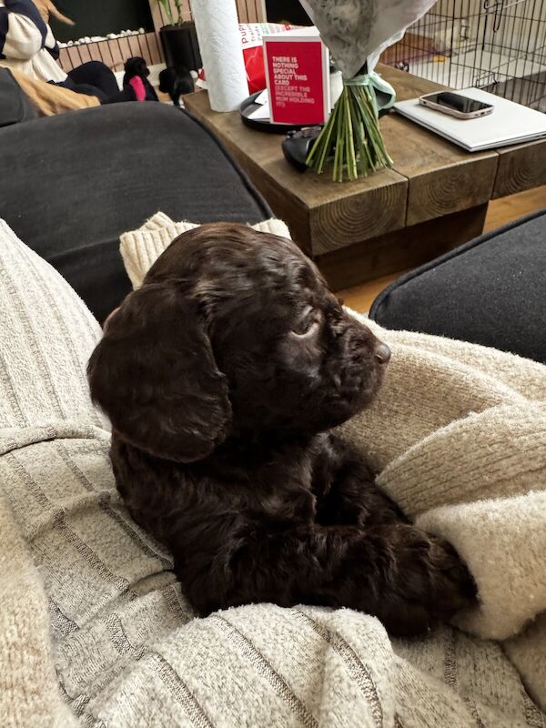 Cockapoo puppies for sale - Image 1 of 3