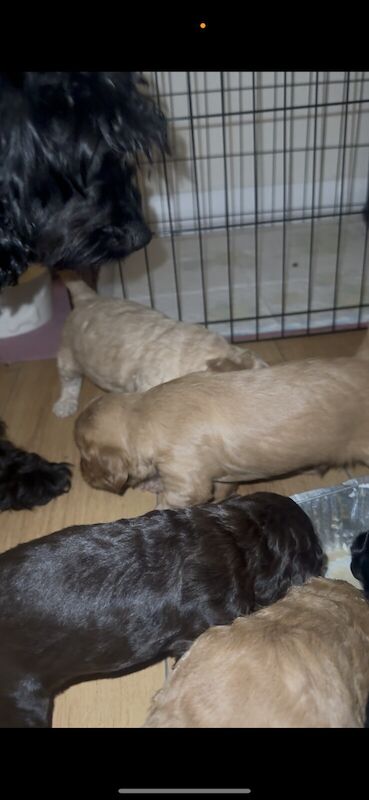 Cockapoo puppies for sale - Image 2 of 3
