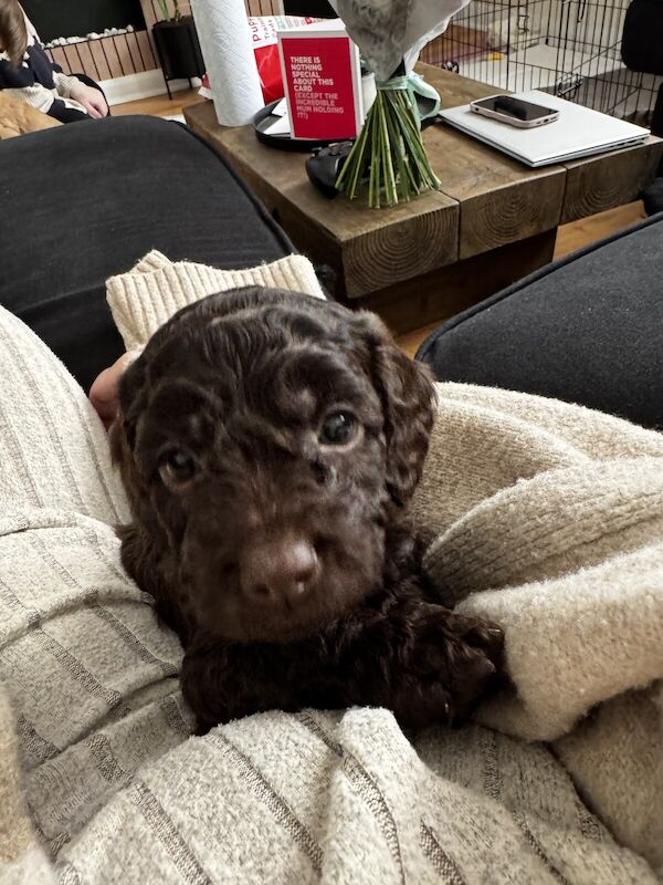 Cockapoo puppies for sale - Image 3 of 3