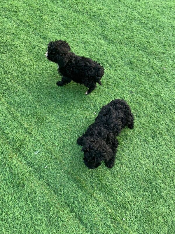 Cockapoo puppies for sale in Cottenham, Cambridgeshire – 10 months old - Image 2 of 3