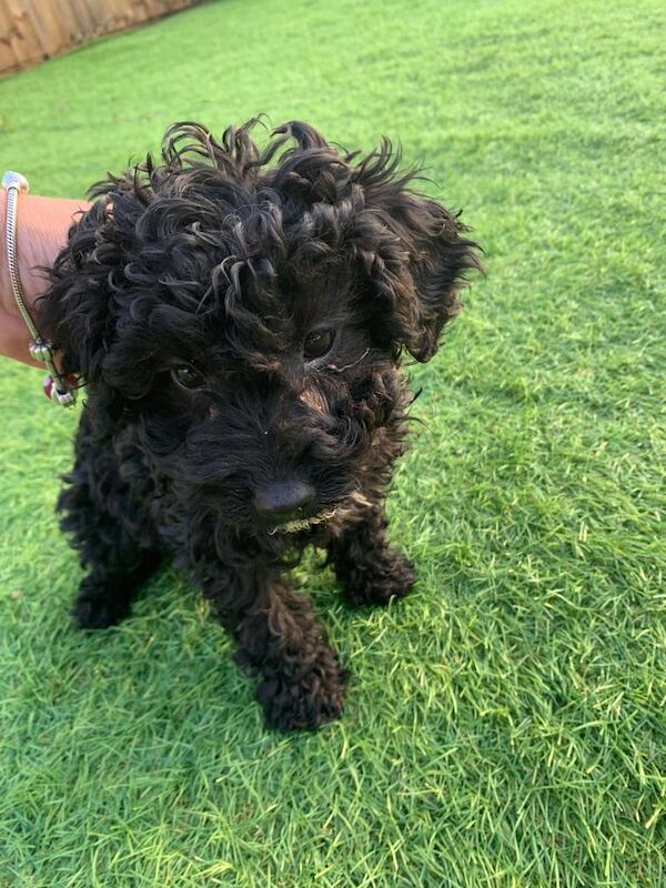Cockapoo puppies for sale in Cottenham, Cambridgeshire – 10 months old - Image 3 of 3