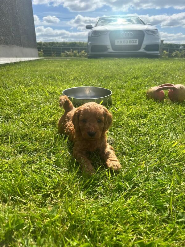 Cockapoo Puppies For Sale in Gilford, County Down - Image 2