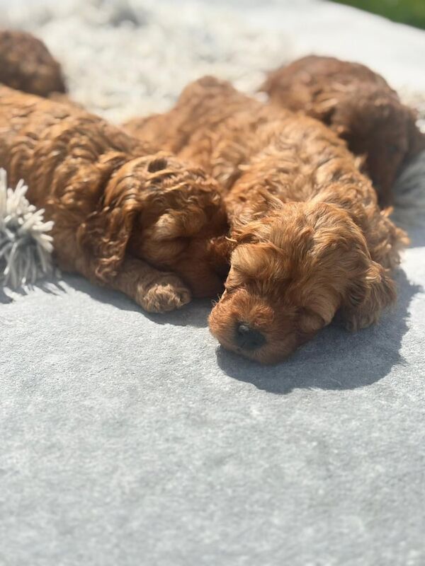 Cockapoo Puppies For Sale in Gilford, County Down - Image 3