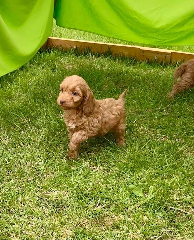 Cockapoo puppies for sale in Romford, Greater London | Image 3