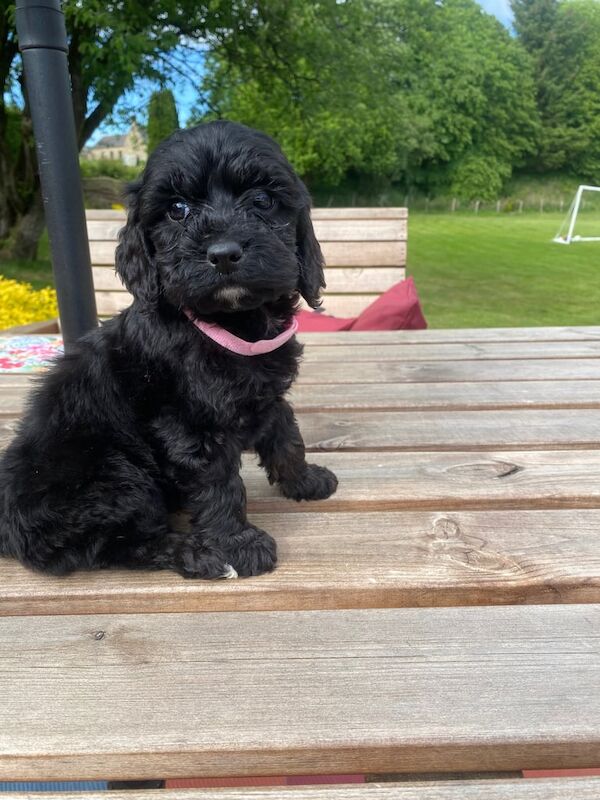 Cockapoo puppies for sale in Denny, Stirling and Falkirk – KC registered, 9 months old - Image 2 of 3