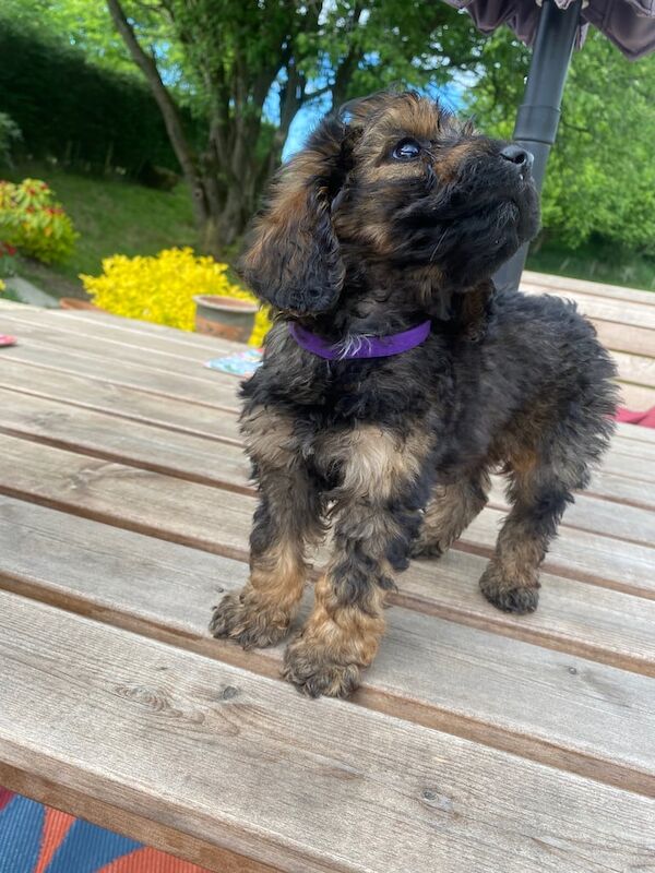 Cockapoo puppies for sale in Denny, Stirling and Falkirk – KC registered, 9 months old - Image 3 of 3
