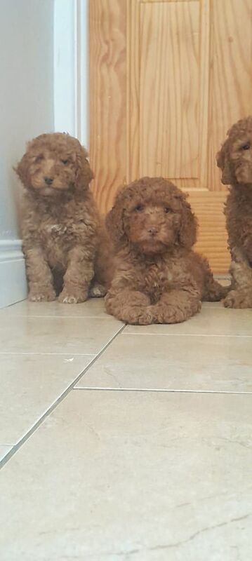 Cockapoo puppies for sale in Armagh, County Armagh