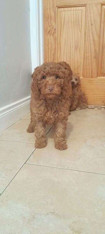 Cockapoo puppies for sale in Armagh, County Armagh | Image 2