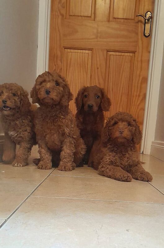 Cockapoo puppies for sale in Armagh, County Armagh | Image 3