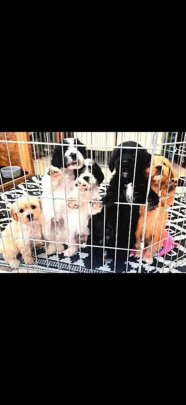 Cockapoo puppies for sale in Choppington, Northumberland