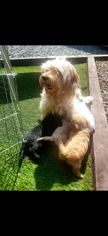Cockapoo puppies for sale in Choppington, Northumberland – 7 weeks old - Image 3 of 3