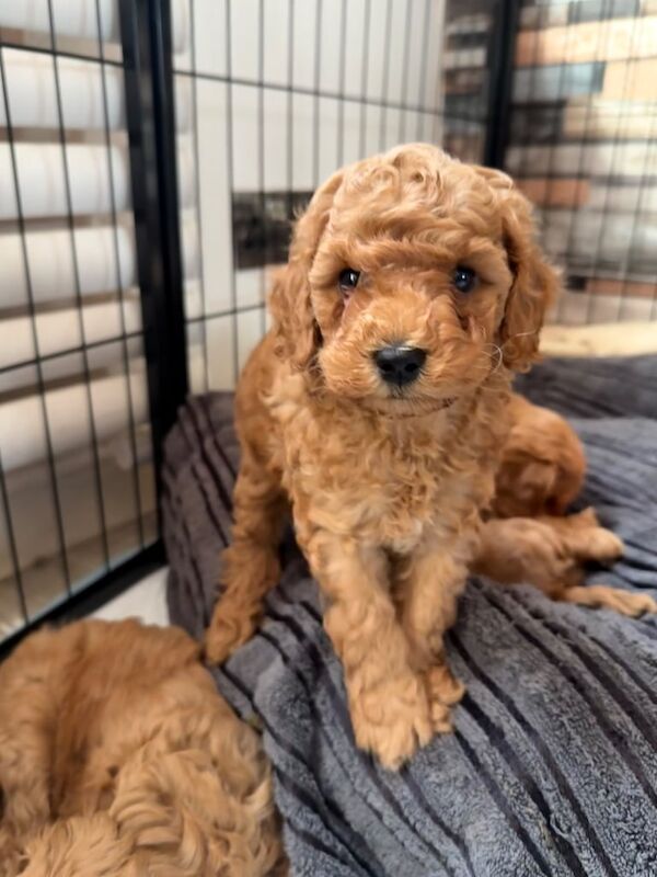 Cockapoo puppies for sale in Paisley, Renfrewshire – 6 weeks old