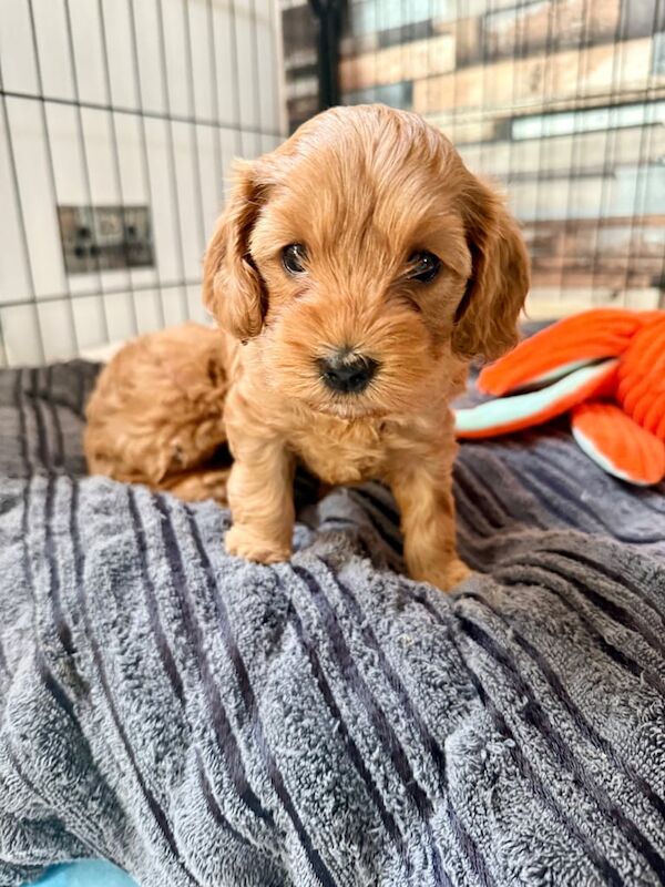 Cockapoo puppies for sale in Paisley, Renfrewshire – 9 weeks old - Image 2 of 3