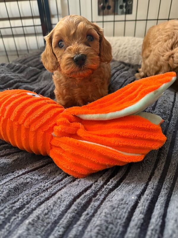Cockapoo puppies for sale in Paisley, Renfrewshire – 9 weeks old - Image 3 of 3