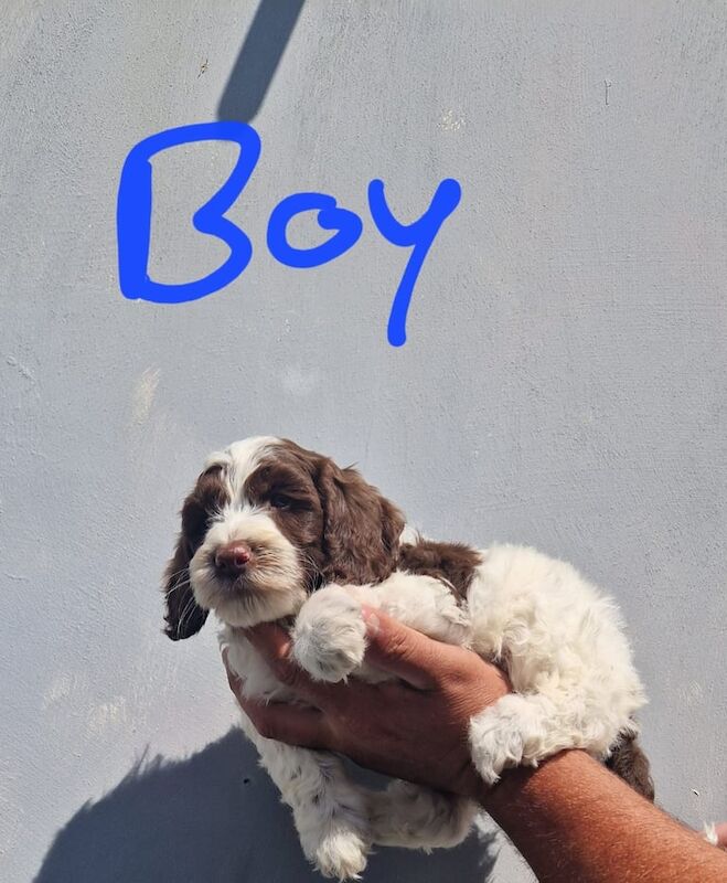 Cockapoo puppies for sale in Ely, Cambridgeshire – 7 weeks old