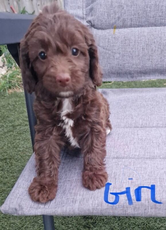 Cockapoo puppies for sale in Ely, Cambridgeshire – 10 weeks old - Image 2 of 3