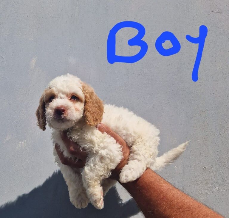 Cockapoo puppies for sale in Ely, Cambridgeshire – 10 weeks old - Image 3 of 3