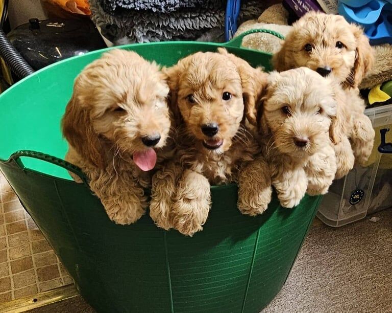 Kennel Club Registered Cockapoo Puppies For Sale