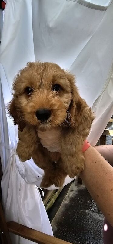 Cockapoo puppies for sale in Bourne End, Buckinghamshire – KC registered, 11 weeks old - Image 2 of 3