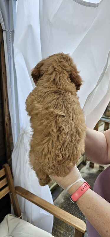 Cockapoo puppies for sale in Bourne End, Buckinghamshire – KC registered, 11 weeks old - Image 3 of 3